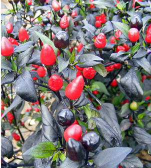 Black Prince
