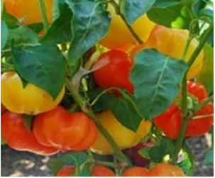 Alma Paprika