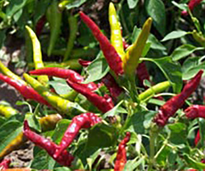 Chile de Arbol