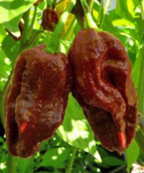 7 Pot Dougla