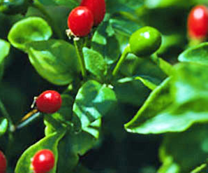 Chiltepin