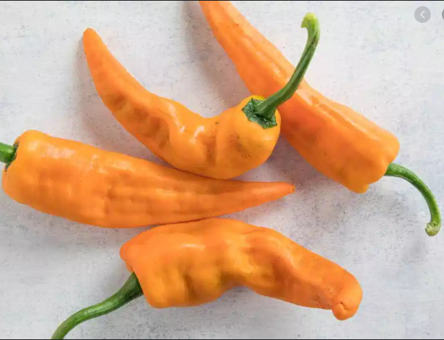 Chilhuacle Amarillo