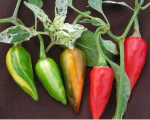Fish Pepper