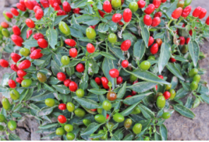 NuMex Christmas