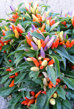 NuMex Easter