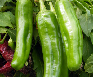 NuMex Española Improved