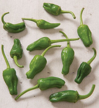 Padron
