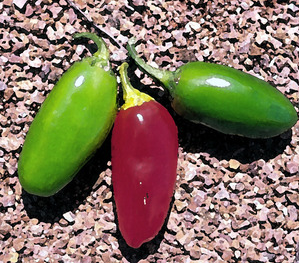 NuMex Vaquero