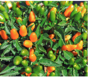 NuMex St. Patrick's Day