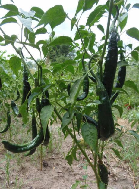 Pasilla
