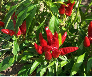 NuMex Mirasol