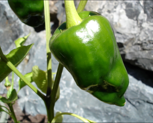 Poblano
