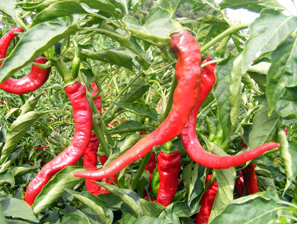 NuMex Las Cruces Cayenne