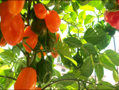 NuMex Trick-or-Treat