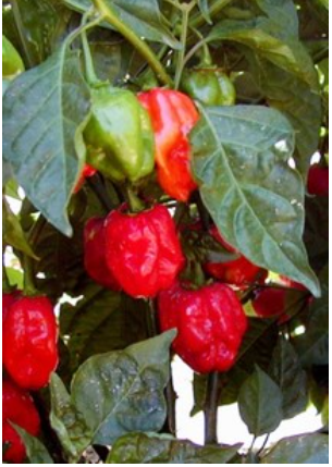 NuMex Farolito