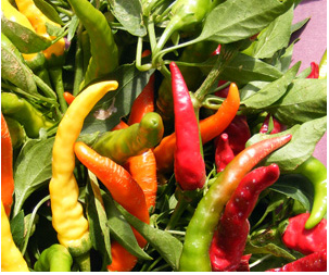 NuMex Sunglo, Sunflare, Sunburst