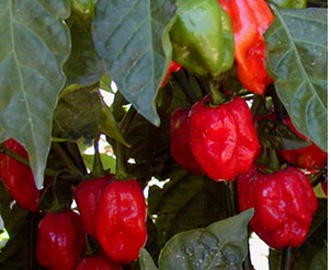 Red Caribbean Habanero