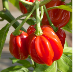 Scotch Bonnet