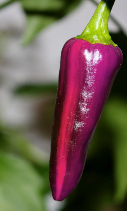 Purple Tiger