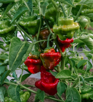 Red Mushroom Pepper