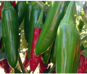 Serrano