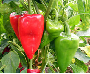 Spanish Piquillo