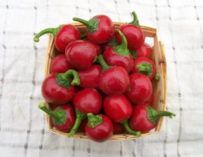 Red Cherry Sweet Pepper