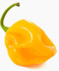 Yellow Caribbean Habanero