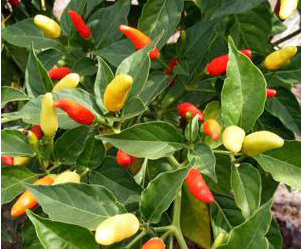 Tabasco