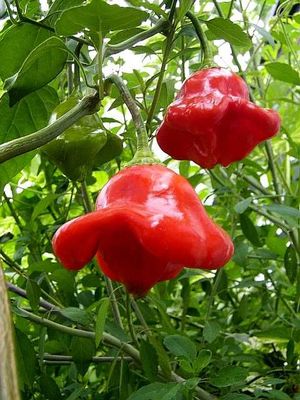 Ubatuba (Christmas Bell) Ubatuba (Christmas Bell)