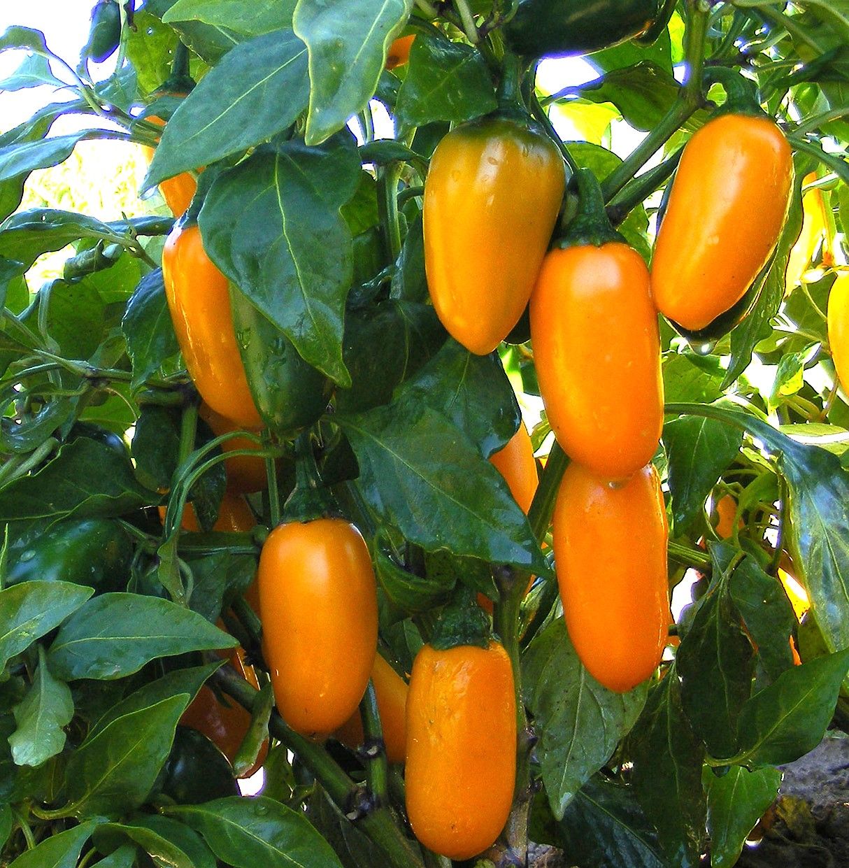 NuMex Orange Spice