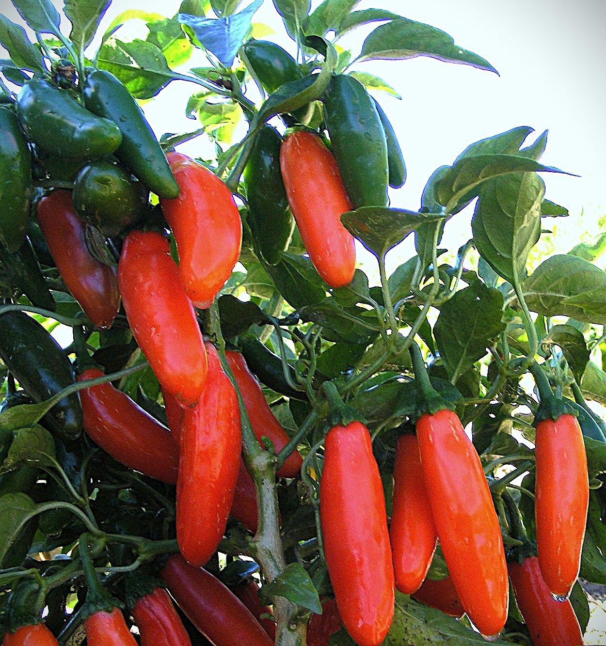 NuMex Pumpkin Spice