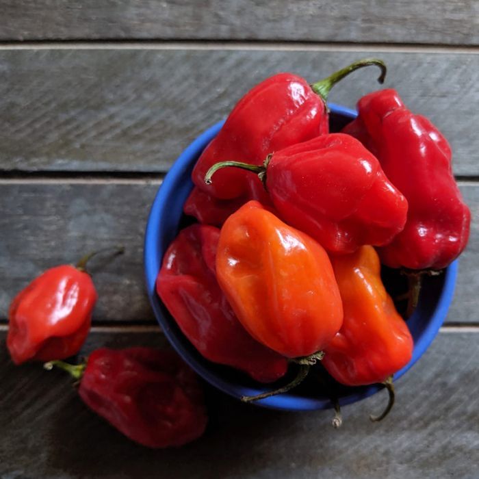 Super Habanero
