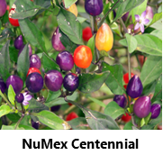 NuMex Centennial