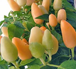 NuMex Summer Solstice