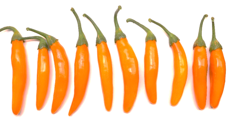 NuMex Enchantment NuMex Enchantment