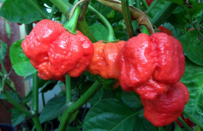 Trinidad Moruga Scorpion