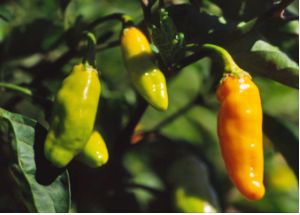 Datil