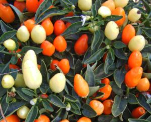 NuMex Thanksgiving NuMex Thanksgiving