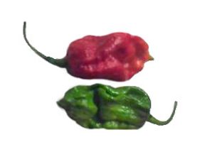 Trinidad Scorpion Trinidad Scorpion