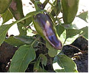 Early Jalapeno