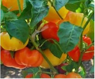 Alma Paprika Alma Paprika