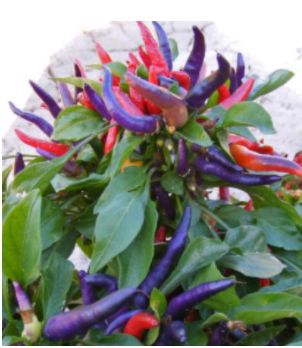 NuMex April Fools' Day