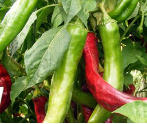 NuMex Heritage 6-4 NuMex Heritage 6-4