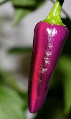 Purple Tiger