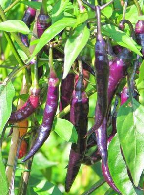 Purple Cayenne Purple Cayenne