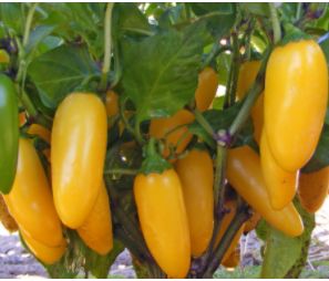NuMex Lemon Spice NuMex Lemon Spice