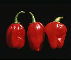 NuMex Suave Red NuMex Suave Red