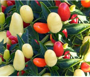 NuMex Valentine's Day