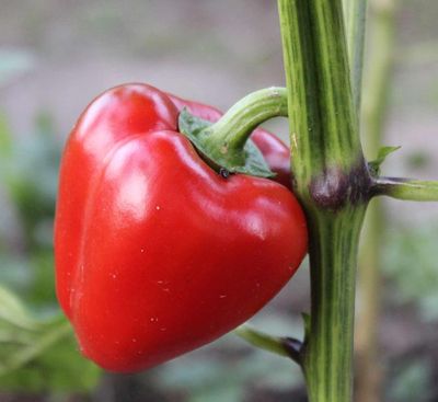 Pimento Pimento